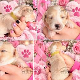 Mr. Lt. Green-2800 - Cream male Dachshund puppy in Sparr, Florida from From the Heart Doxies
