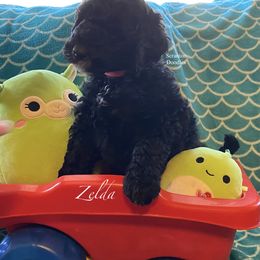 Goldendoodle Puppies from Scranton Goldendoodles