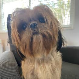 Dannette - Shih Tzu