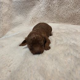 Ike - Red  male Poodle puppy in Rainbow City, Alabama from Spinks Poodles