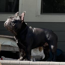 Bulleit - French Bulldog