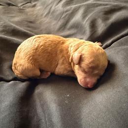 Easter - Apricot male Maltipoo puppy in El Dorado, Arkansas from Magnolia Mini Doodles