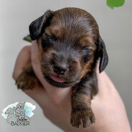 Green Collar - Red male Dachshund puppy in Cheyenne, Wyoming from Golden Badger Kennels