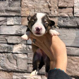 KRoc - Sable male Pembroke Welsh Corgi puppy in Benjamin, Utah from Nuna’s  Corgis