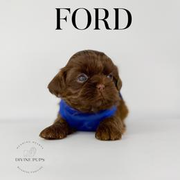 Boy 3 - male Shih Tzu puppy in League City, Texas from Divine Pups