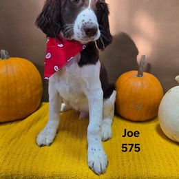 Boy 4 - Liver and white male English Springer Spaniel puppy in Potosi, Wisconsin from Point and Flush Gun Dogs