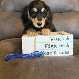 Boy 2 - Black and cream male Dachshund puppy in Stuart, Iowa from Johnson Family Paws