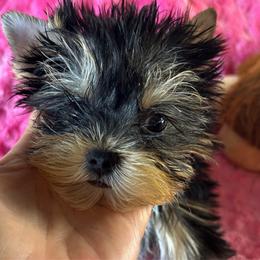 Duke - Black and tan male Yorkshire Terrier puppy in Owasso/Tulsa, Oklahoma from Prestigious Pups