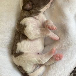 Goldendoodle Puppies from FamilyLoved Doodles