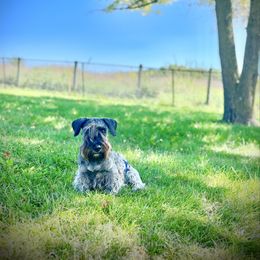 Grant - Cesky Terrier