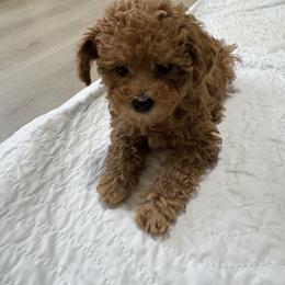 Poodle puppies from Pridespoodles