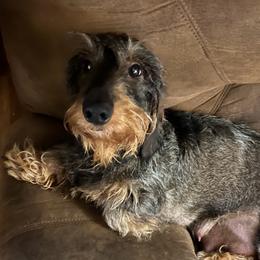Cyrene - Dachshund