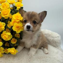 Lily - Red female Pembroke Welsh Corgi puppy in Minooka, Illinois from Lucky J Corgis