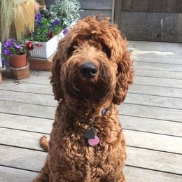 Nico - Australian Labradoodle