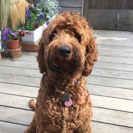 Nico - Australian Labradoodle