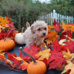 Ron - Cream male Poodle puppy in Hopkins, Missouri from Mowry Creek Mini Aussiedoodles and More