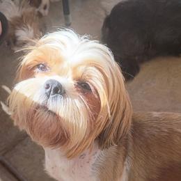 Charlee - Shih Tzu