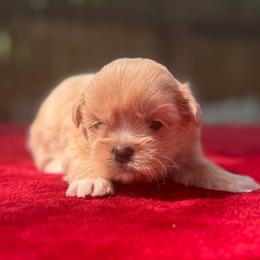 Girl 3 - Gold and white female Shih Tzu puppy in Mobile, Alabama from FluffyTail Shih Tzu