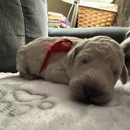 "Girl 1" Poodle Puppies from Foxy Poodles