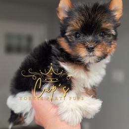 Darth Vader - Parti male Yorkshire Terrier puppy in Austin, Arkansas from Cup's Yorkie Parti Pups