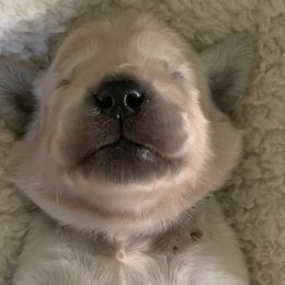 Golden Retrievers from Tipsy Tails Ranch