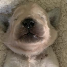 Golden Retrievers from Tipsy Tails Ranch