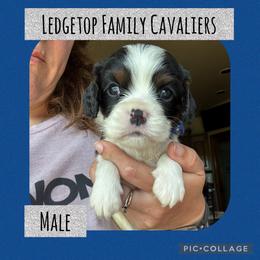 Blue - Tri-color male Cavalier King Charles Spaniel puppy in Greenleaf, Wisconsin from Ledgetop Family Cavaliers