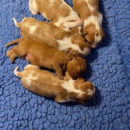 Cavalier King Charles Spaniel Puppies from Herrmann’s Royal Court of Cavalier King Charles Spaniel