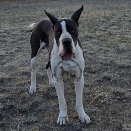 OBE - Great Dane