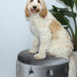 Baylee - Australian Labradoodle