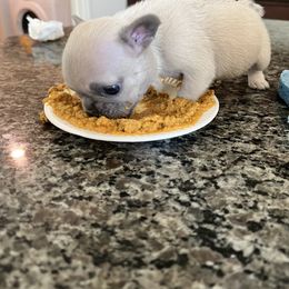 French Bulldog Puppies from Moore Puppy Love