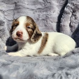 Fluffanutter AKC 3000 - Dapple male Dachshund puppy in Lady Lake, Florida from K Rae's Dachshunds