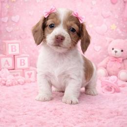 Rosie - Piebald female Dachshund puppy in Fredericksburg, Indiana from Blue River Mini Dachshunds