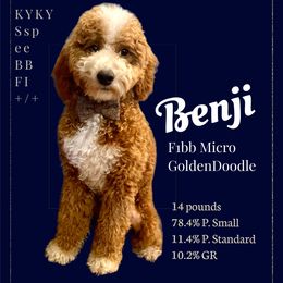 Benji - Goldendoodle