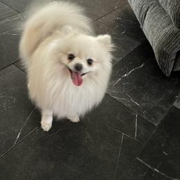 Lambeau - Cream male Pomeranian puppy in Interlachen, Florida from DK DARLINGS
