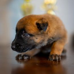 Virginia - Fawn female Belgian Malinois puppy in Lincoln, Nebraska from Nebraska K9