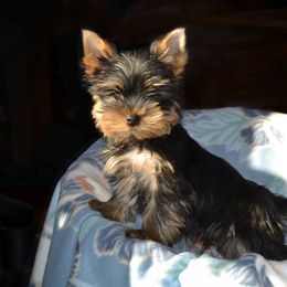 Rhodesian Ridgeback and Yorkshire Terrier Puppies from Rhoxwood Kennel