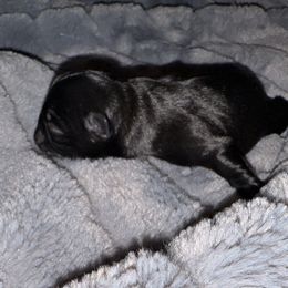 Liberty - Black female Pug puppy in Smiths Station, Alabama from Masters Pugs