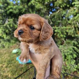 Orange - Ruby female Cavalier King Charles Spaniel puppy in Utah from Parker Puppies