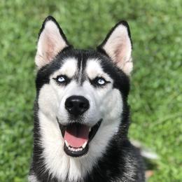 Siberian Huskies from ASH Puppies