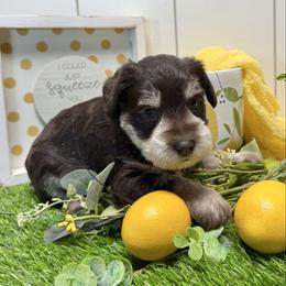 Sylt - Liver male Miniature Schnauzer puppy in Huntington, Utah from Schnauzers on Robinson Lane