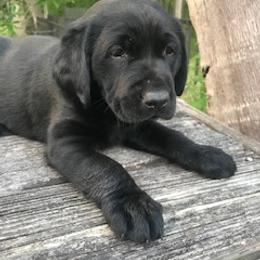 Labrador Retriever Puppies from Labrador Retriever Puppies