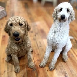 Goldendoodles and Springerdoodles from Latté’s Doodles