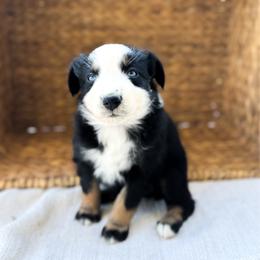 Rainbow - Black tri-color female Australian Shepherd puppy in Unionville, Iowa from Soap Creek Kennels