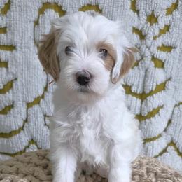 Mr Orange - Parti male Goldendoodle puppy in Saratoga Springs, Utah from Serene Canyon Doodles