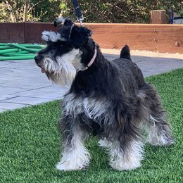 Bella - Miniature Schnauzer