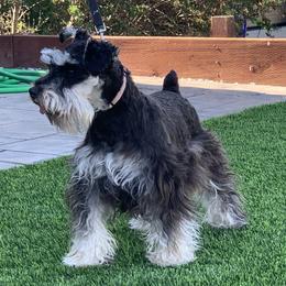 Bella - Miniature Schnauzer