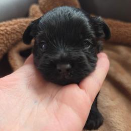 Cole - Black and gold male Yorkshire Terrier puppy in West Enfield, Maine from GRIFFEY'S SPA AND KENNEL