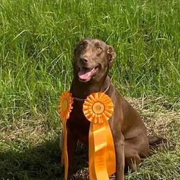 Cherry - Labrador Retriever