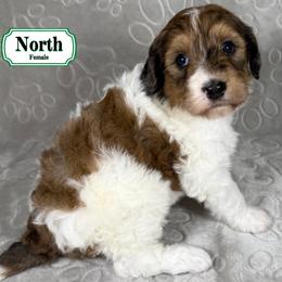 North - Sable female Bernedoodle puppy in Milan, Indiana from Doodles & Spice